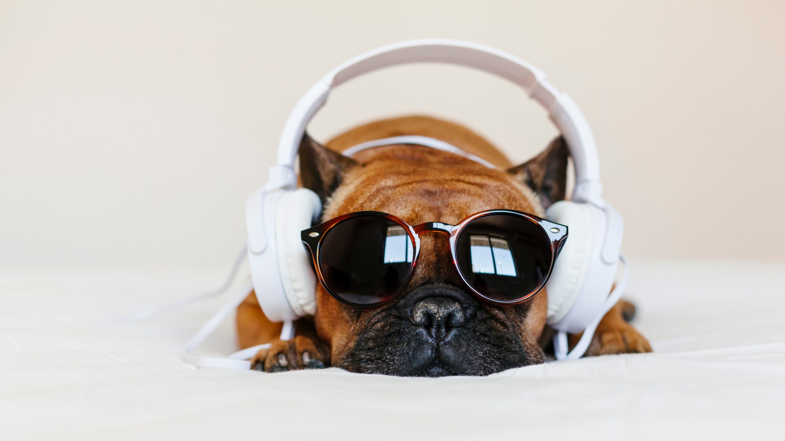 Cute,Brown,French,Bulldog,Sitting,On,The,Bed,At,Home