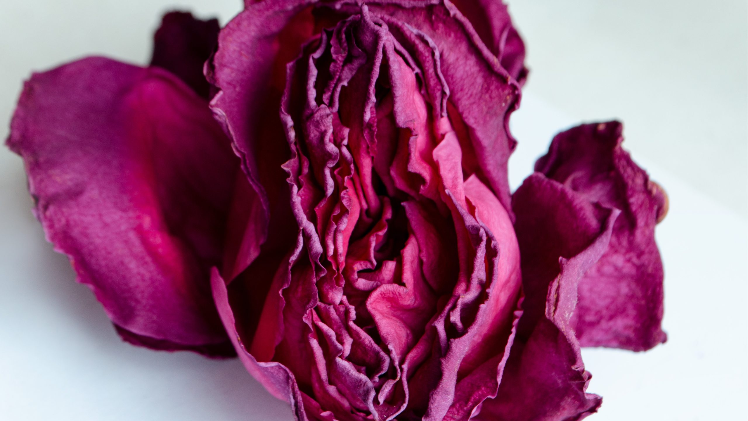 shutterstock_1460962121