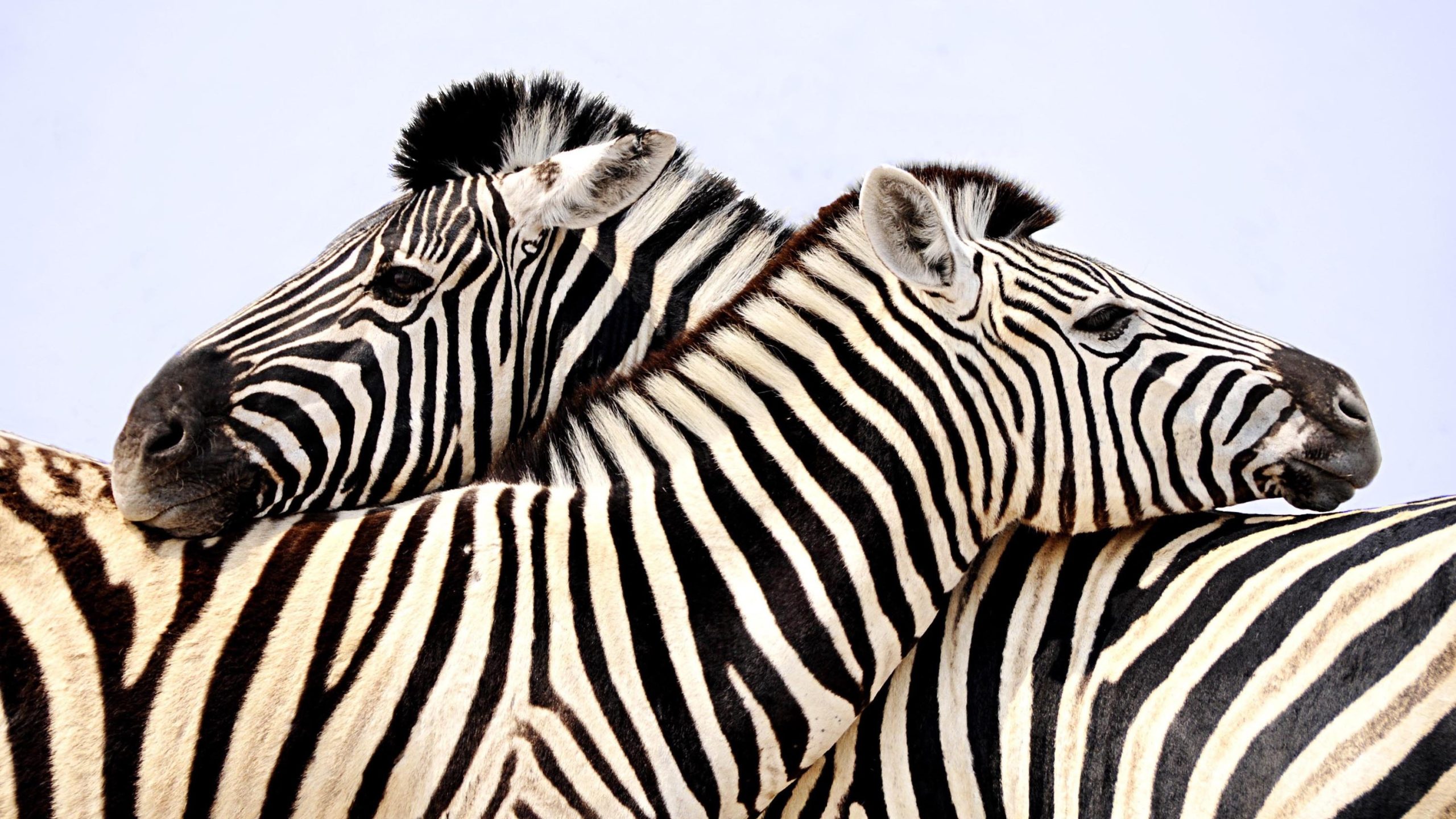 shutterstock_139672258