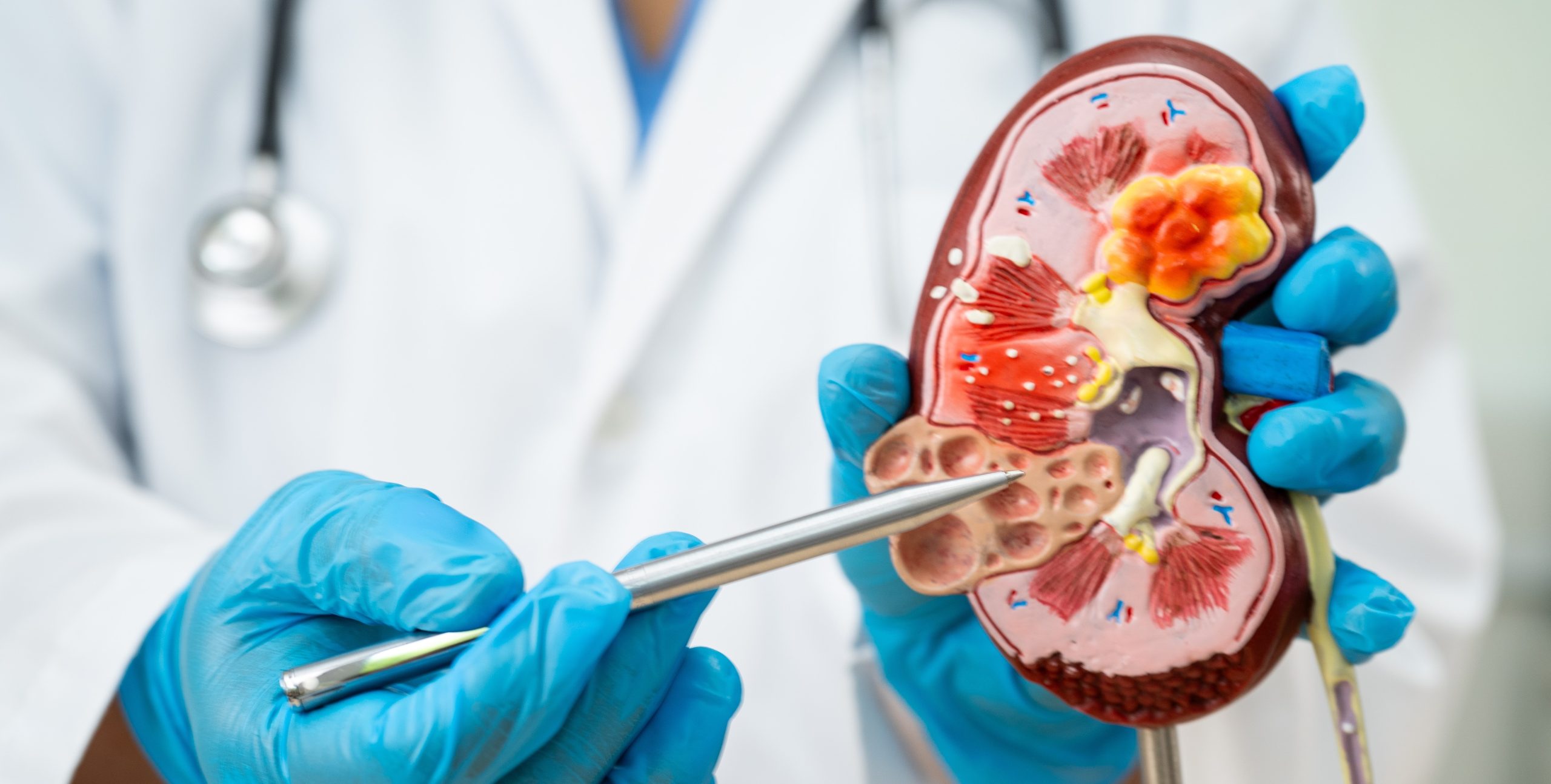 shutterstock_2477166013_Cropped