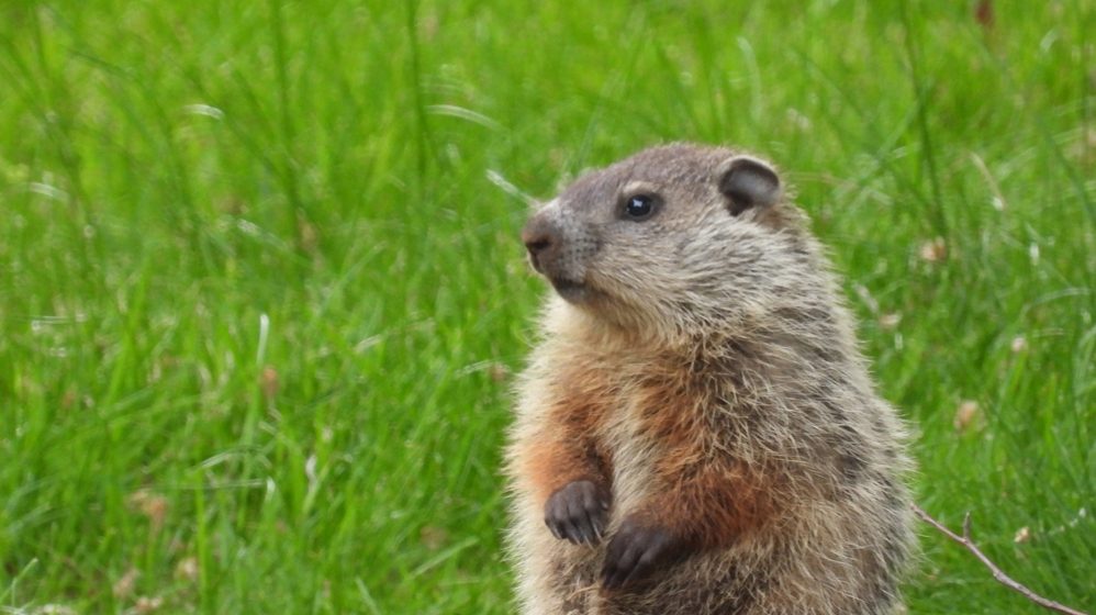 Adorable,Baby,Groundhog,Poses,For,Photos,In,A,Cemetery