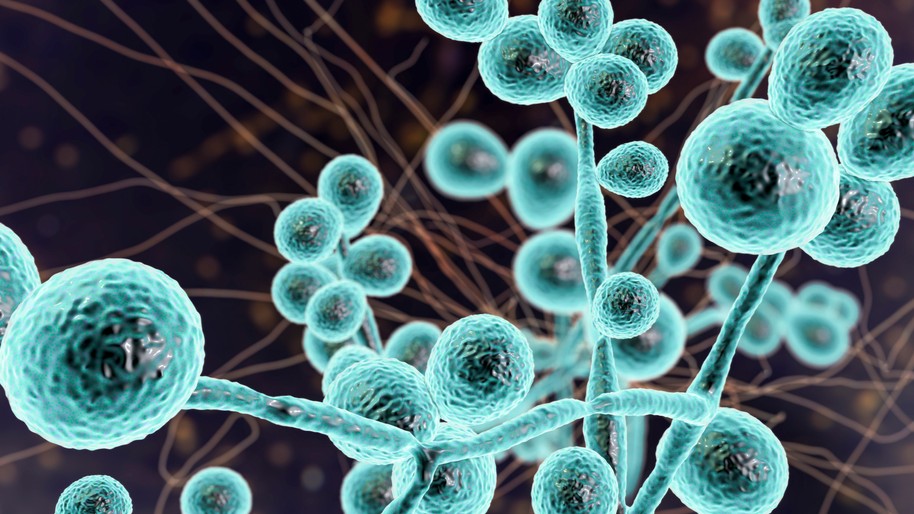 shutterstock_1815806093