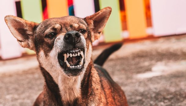 Aggressive,Dog,Shows,Dangerous,Teeth.angry,Animal,Hard,Attack,Head,Detail
