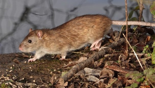 Podcast Feature Image - Hantavirus