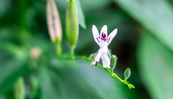 TGA set to ban herbal medicine ingredient