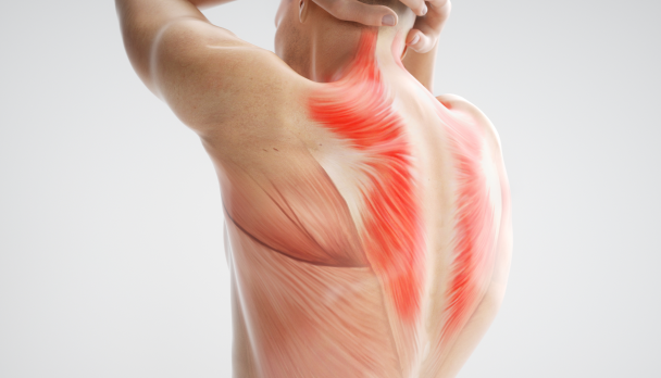 fascia