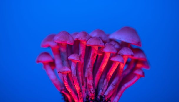 pexels-marek-piwnicki-13695325-scaled
