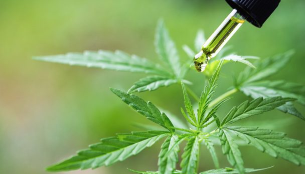 Hemp,Oil,Cbd,,Cannabis,Herb,And,Leaves,For,Treatment,,Extract